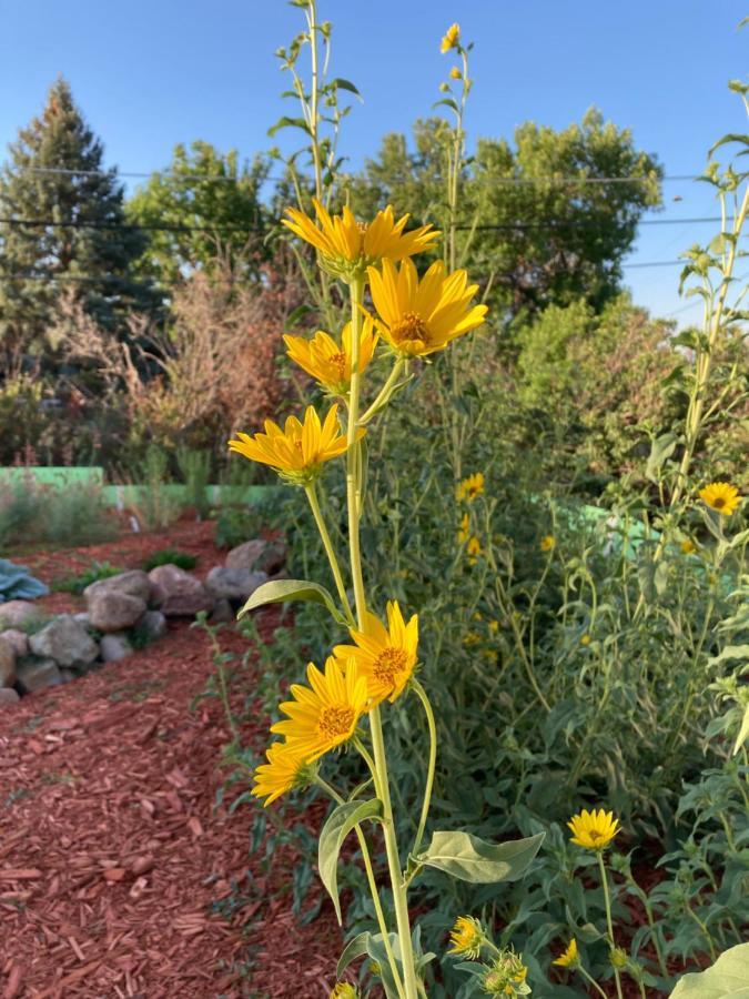 The Oasis On Eisenhower Hotel Loveland Exterior foto